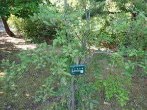 ウメモドキ全体